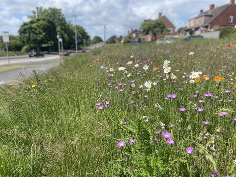 How to lobby your MP | Devon Wildlife Trust
